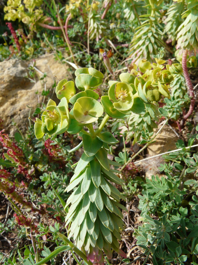 Euphorbia segetalis / Euforbia delle messi